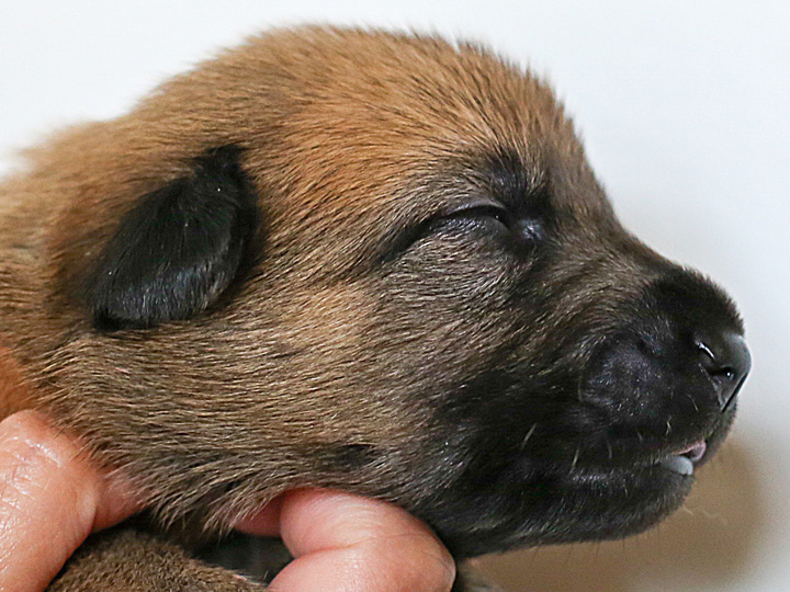 chinook puppy